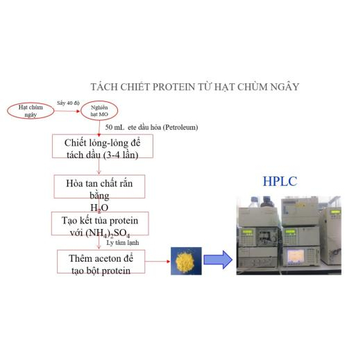Phương pháp dùng trấu và chùm ngây xử lý kháng sinh trong nước thải của sinh viên
