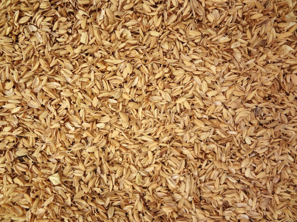 Vỏ trấu là nguồn nguyên liệu sinh khối giá trị