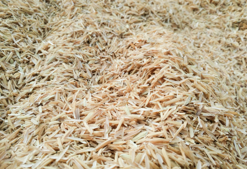 Chọn trấu cho mục đích công nghiệp và sản xuất vật liệu