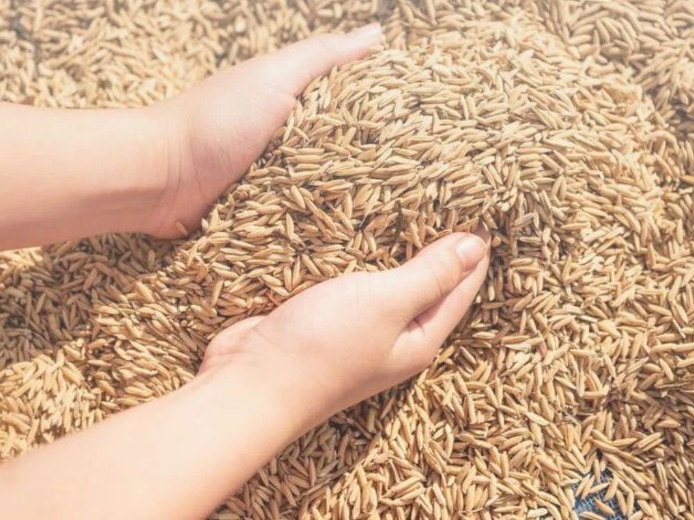 Ứng dụng thực tiễn của trấu mịn trong sản xuất nông nghiệp