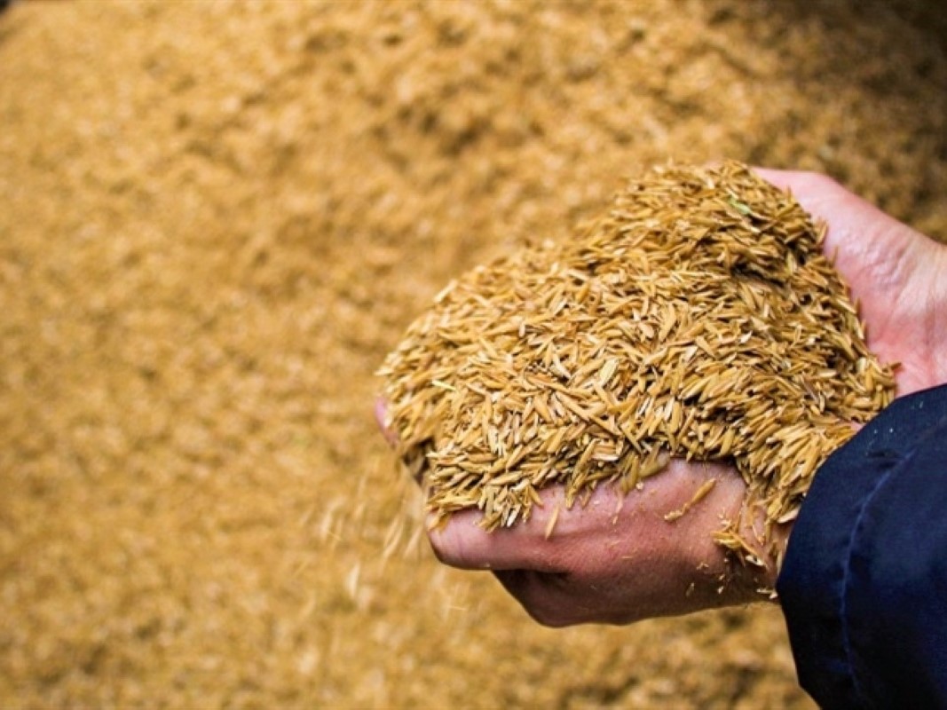 Tiềm năng năng lượng xanh từ vỏ trấu