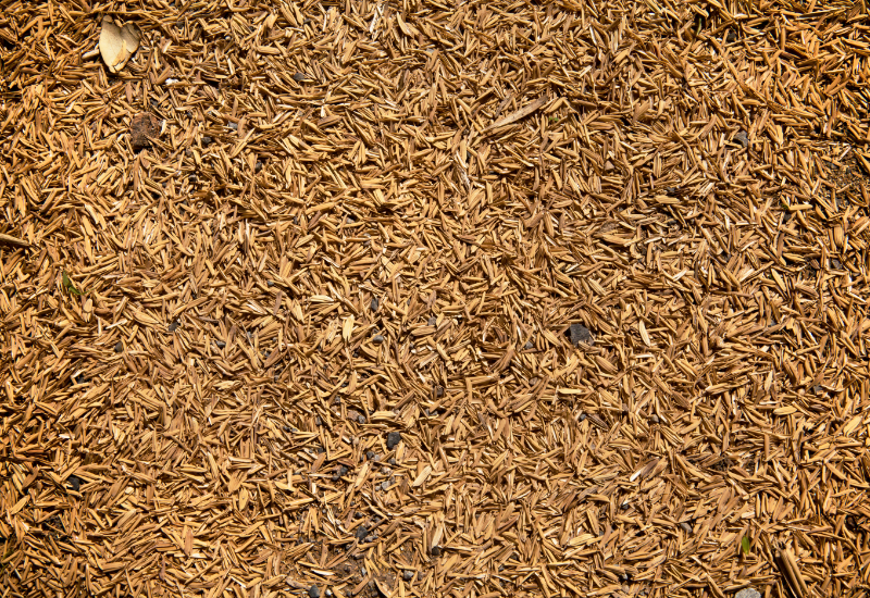 Chọn trấu làm chất đốt sinh học