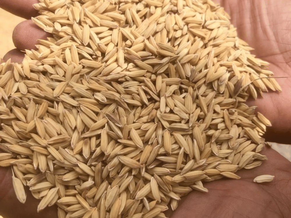 Giữ ẩm cho đất