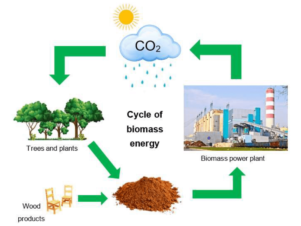 Nguồn gốc carbon và vòng tuần hoàn môi trường