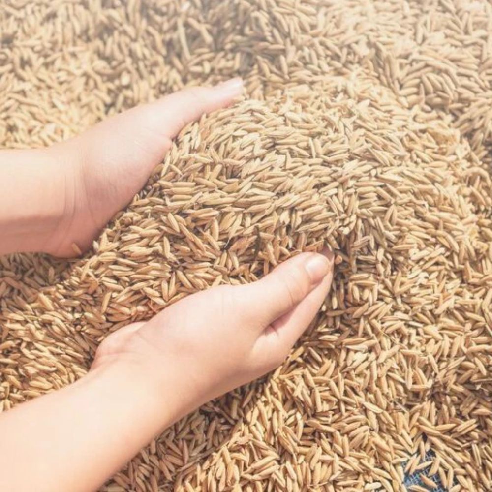 Ứng Dụng Của Trấu Trong Ngành Công Nghiệp Hiện Nay Là Gì?