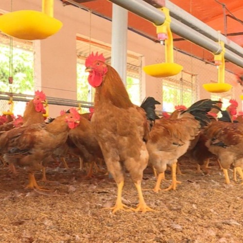 Kỹ Thuật Làm Đệm Lót Sinh Học Từ Trấu Cho Gà Hiệu Quả, Tiết Kiệm Chi Phí