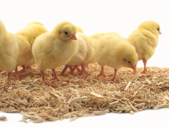 Thân thiện với môi trường và thúc đẩy kinh tế tuần hoàn