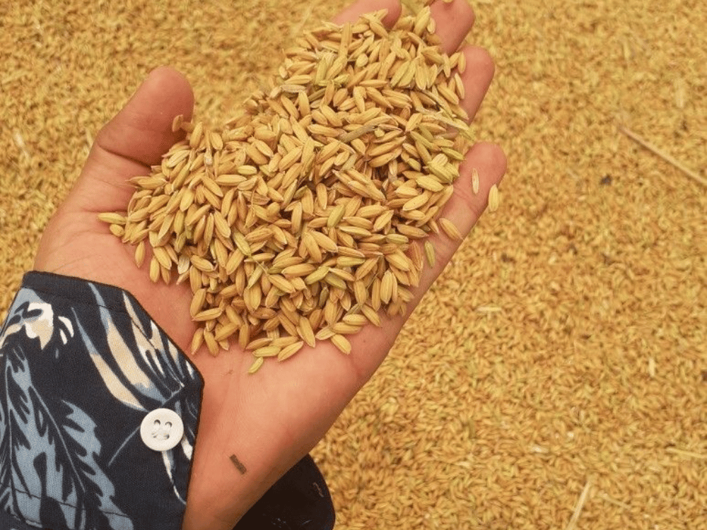 Làm giả thể trồng cây