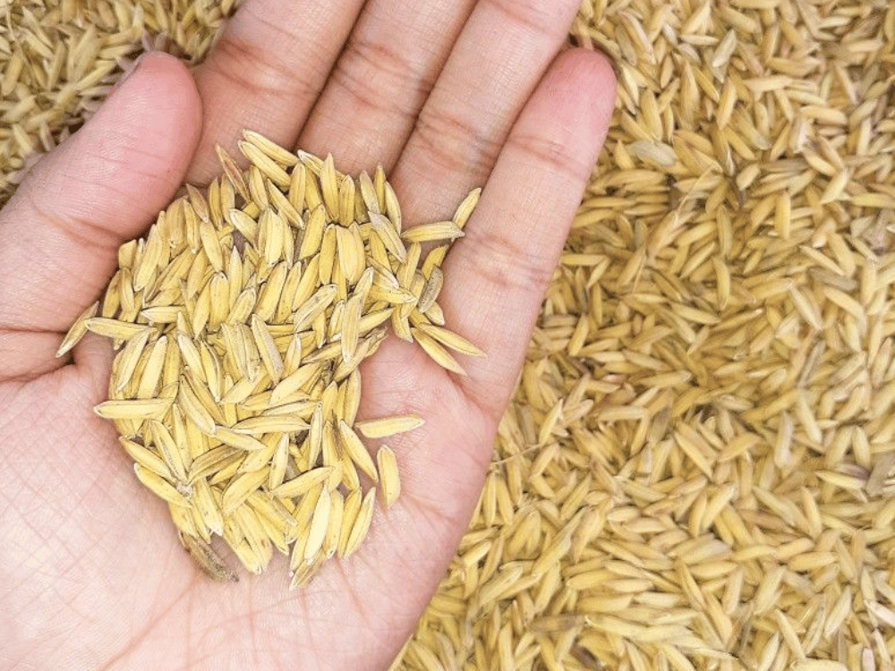 Cung cấp khoáng chất