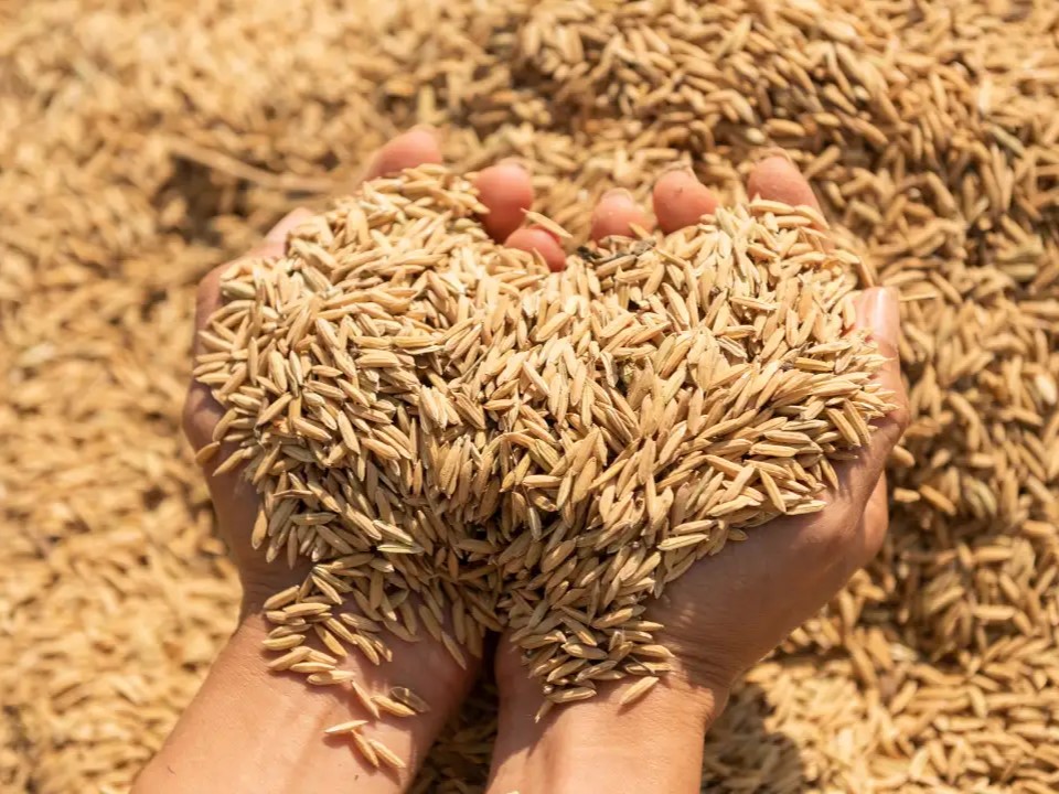 Kỹ thuật làm đệm lót sinh học từ trấu cho gà