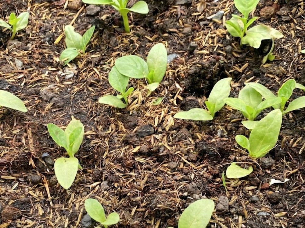 Vai trò của trấu trong công nghiệp môi trường và hóa chất