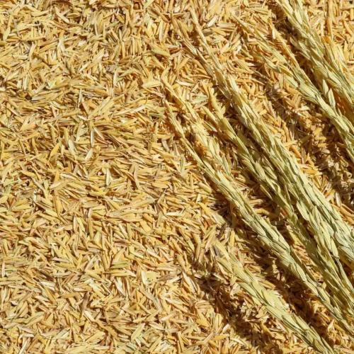 Ứng Dụng Vỏ Trấu Trong Cải Tạo Đất Và Tăng Năng Suất Cây Trồng