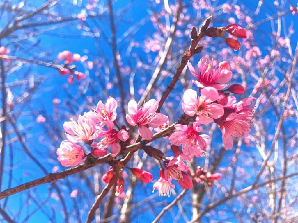 Khoác sắc hồng mới cho trái tim Đà Lạt