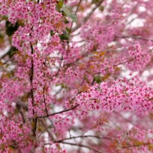 YBA Lâm Đồng: Phát Động Chiến Dịch “Ngàn Cây Mai Anh Đào” Kiến Tạo Diện Mạo Mới Cho Đà Lạt