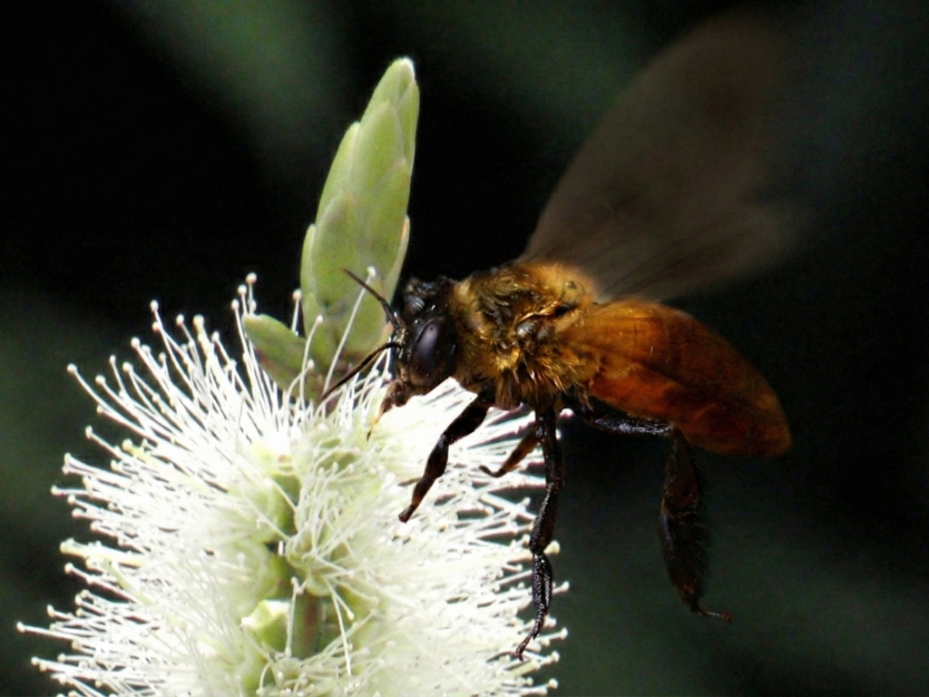 Mỗi mùa hoa – một sắc mật khác nhau