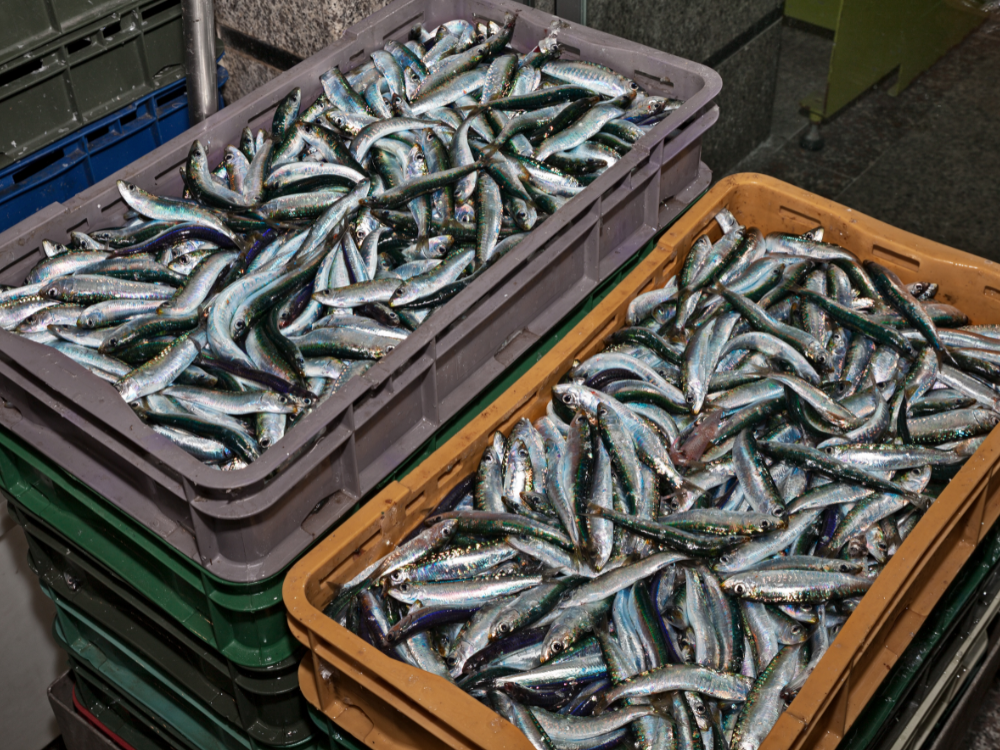 Vị ngọt đến từ protein tự nhiên trong cá