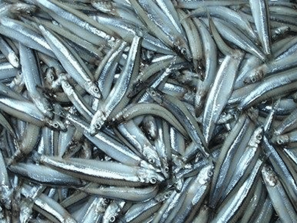 Hàm lượng đạm tự nhiên cao, tạo vị ngọt hậu đặc trưng