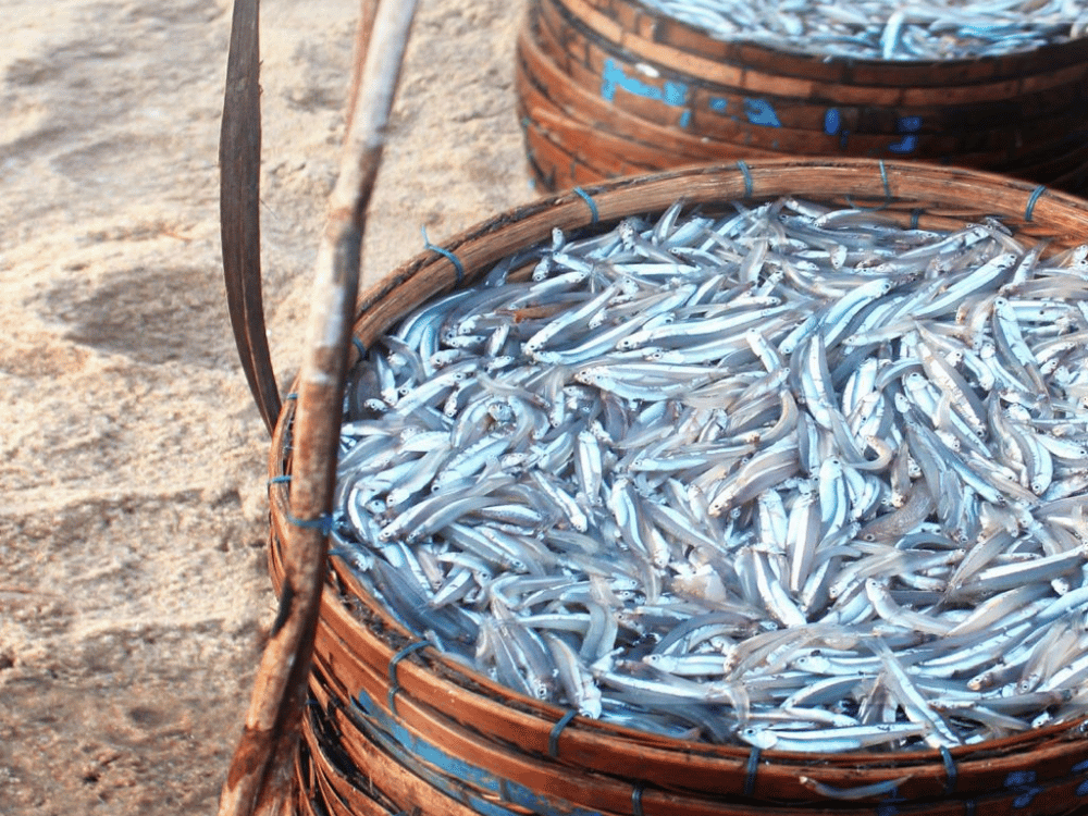 Nguồn cá dồi dào, tươi và phù hợp với nghề truyền thống