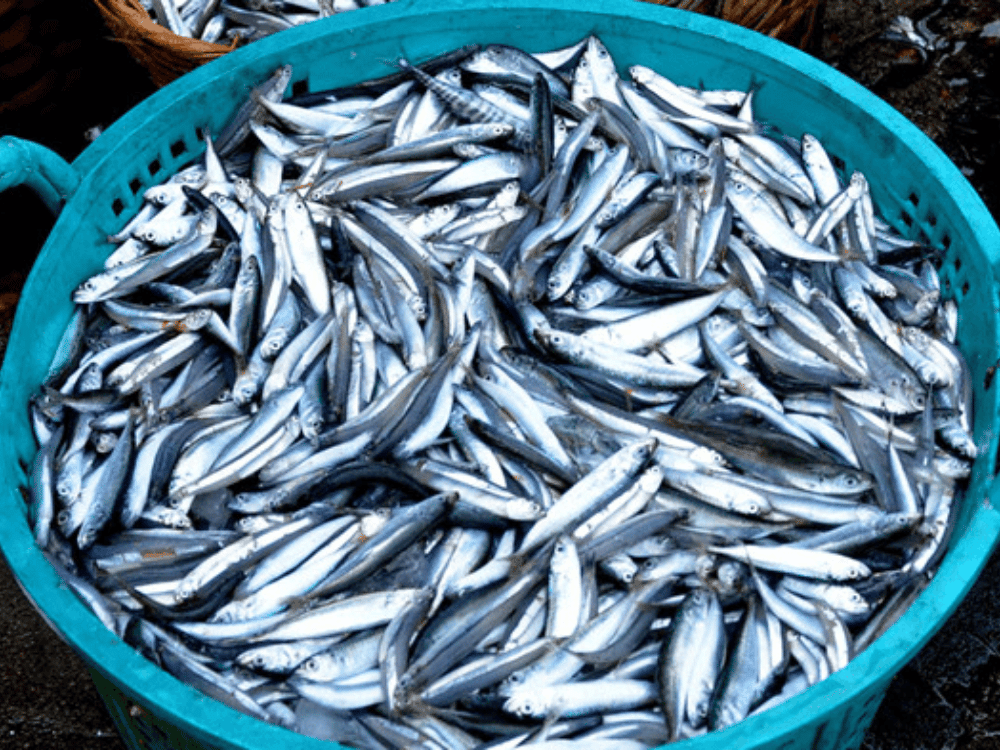 Kích thước nhỏ, dễ phân hủy và lên men đồng đều