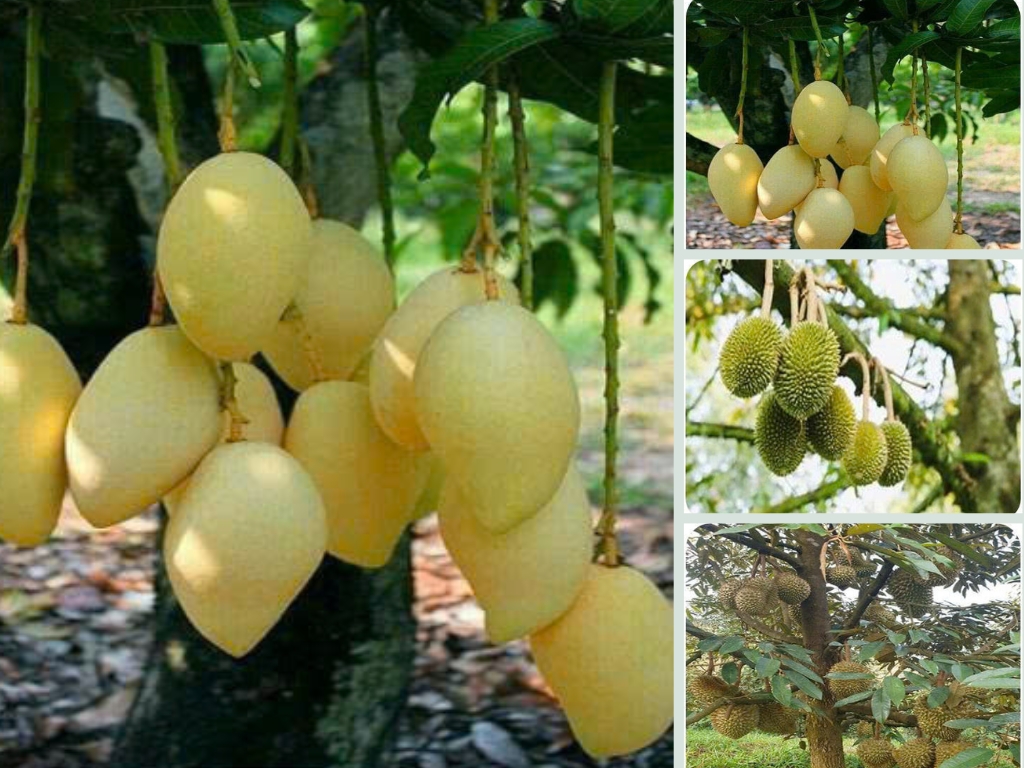 VII.  Hiệu Quả KinhTế, Kỹ Thuật và Xã Hội, Tính Khả Thi
