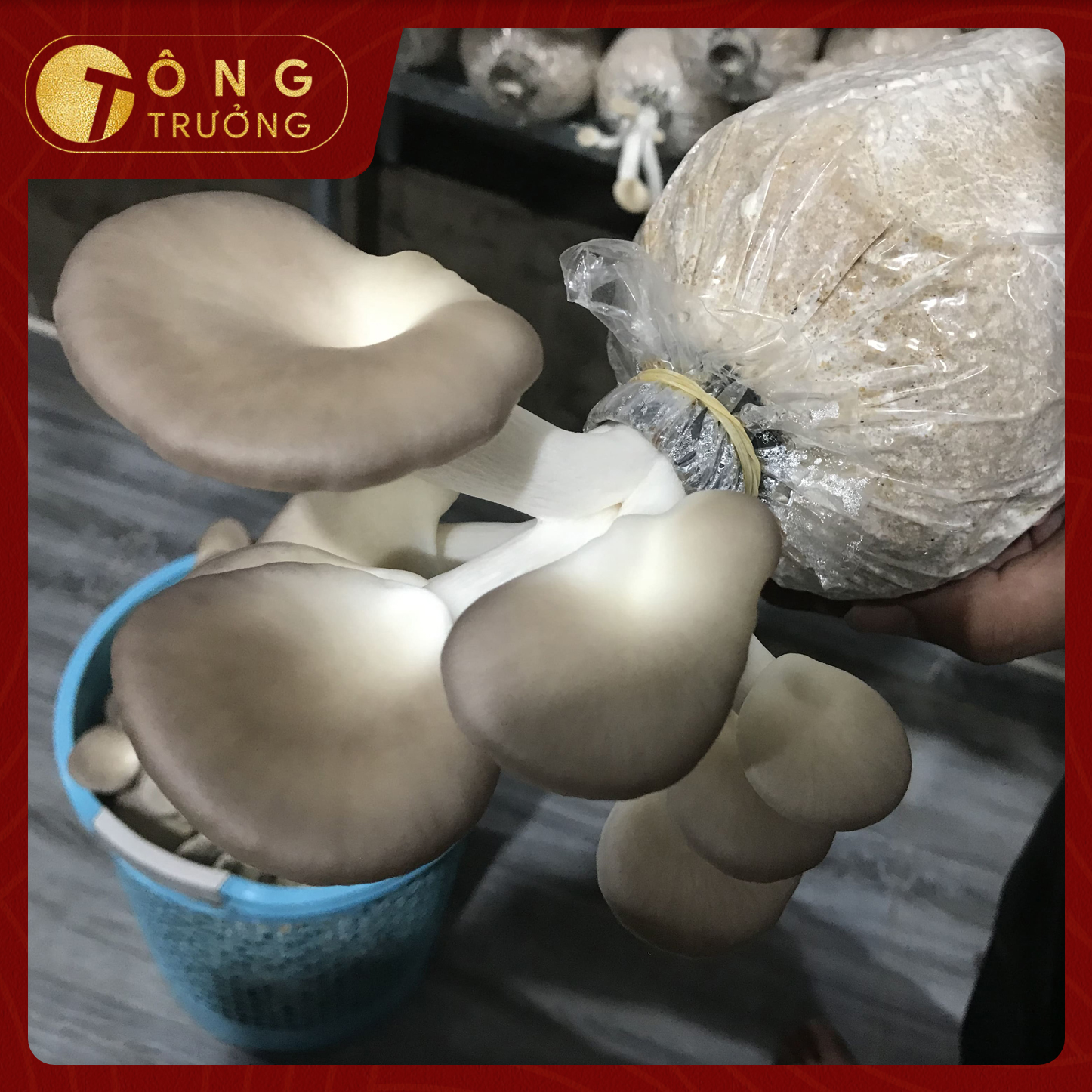 Bảo quản nấm bào ngư