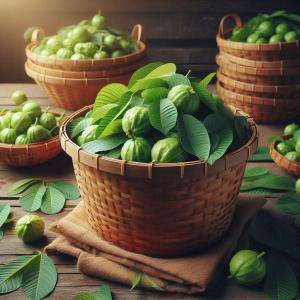 Nước Lá Ổi Có Tác Dụng Gì? Gợi Ý Cách Nấu Nước Lá Ổi