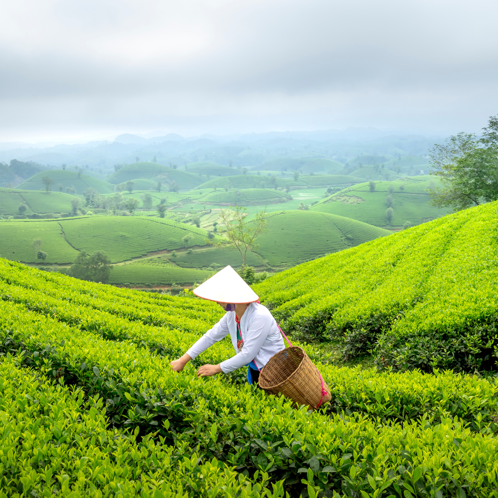 Tác Dụng Của Trà Xanh