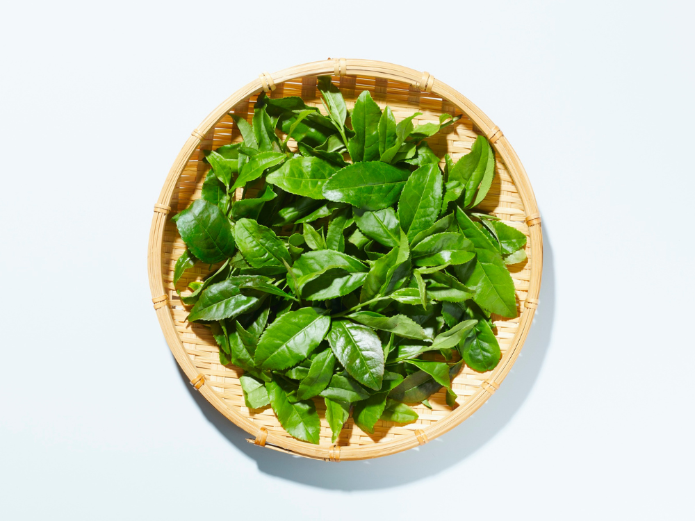 Giới thiệu sản phẩm