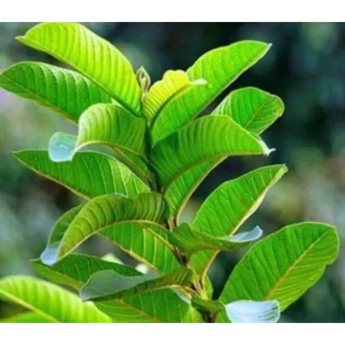 Lá Ổi Là Gì? Lá Ổi Có Tác Dụng Gì?