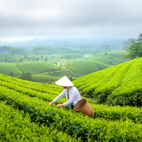 Tác Dụng Của Trà Xanh