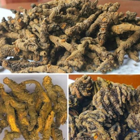 Hoàng Liên Chân Gà – Dược Liệu Quý Trong Y Học Cổ Truyền