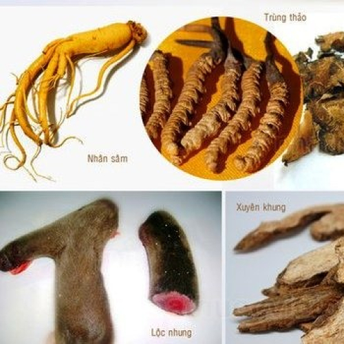 Thuốc Bổ Huyết Trong Đông Y Có Công Dụng Như Thế Nào?