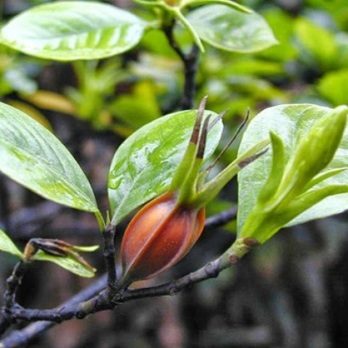 Khám Phá Cây Chi Tử: Thành Phần Hóa Học, Tác Dụng Dược Lý Và Công Dụng Đa Dạng Trong Đời Sống Và Y Học