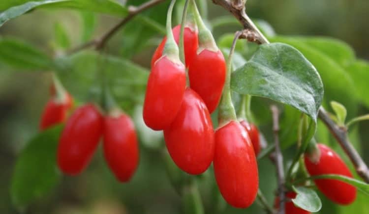 2. Câu kỳ tử ngăn ngừa biến chứng võng mạc và thần kinh