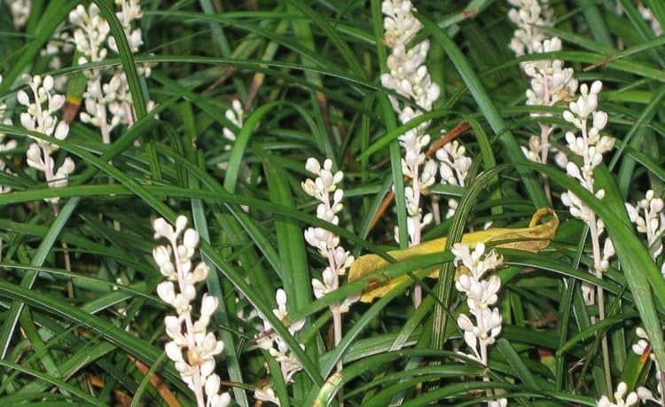 4. Mạch môn ngăn ngừa biến chứng ở tim mạch và thận