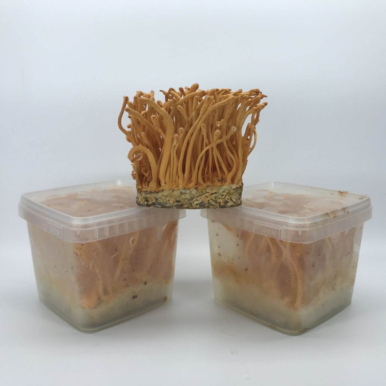 Thành phần dinh dưỡng của đông trùng hạ thảo