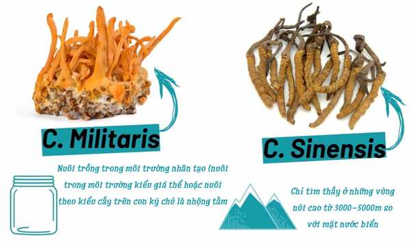 Giới thiệu về nấm Cordyceps