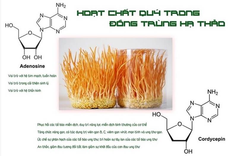Cordycepin có tác dụng gì?
