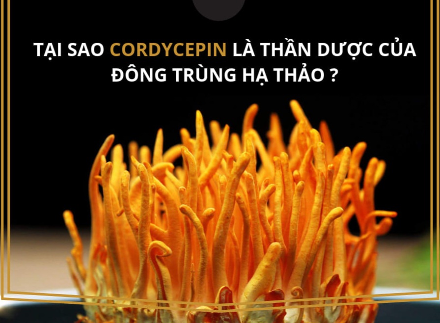 Tác dụng của đông trùng hạ thảo