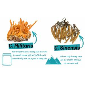 Giới thiệu về nấm Cordyceps