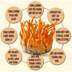 Tác dụng của đông trùng hạ thảo  