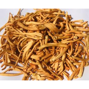 Ưu điểm và nhược điểm của đông trùng hạ thảo sấy thăng hoa
