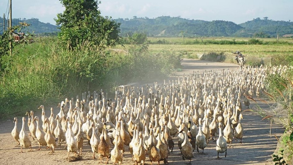 "Binh Đoàn" Trắng Xóa Trên Cánh Đồng Mùa Gặt