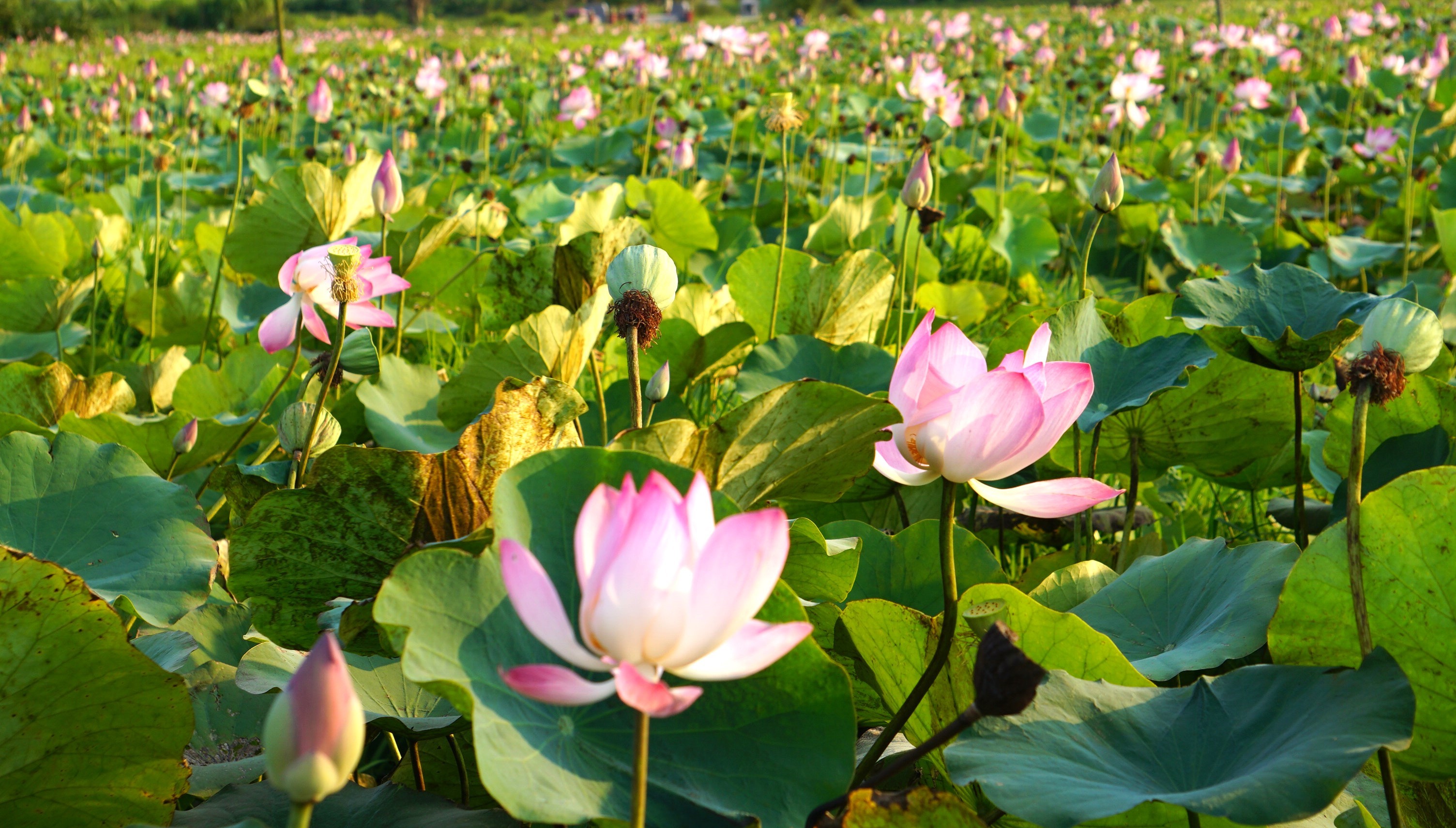 Khi "Quốc Hoa" Nép Mình Trong Chiếc Bánh Quê