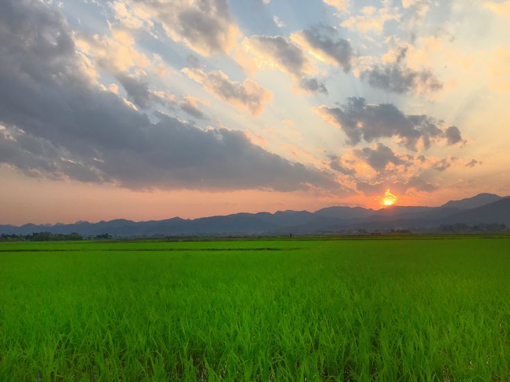 Vịt Chạy Đồng Bây Giờ - Nỗi Nhớ Khắc Khoải Của Người Xa Quê