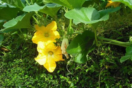 Tuyển Chọn Nguyên Liệu - Sự Tinh Tế Từ Thiên Nhiên