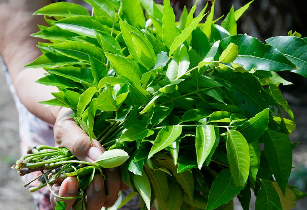 Lá sầu đâu ngày nay: Từ món ăn dân dã đến đặc sản phố thị