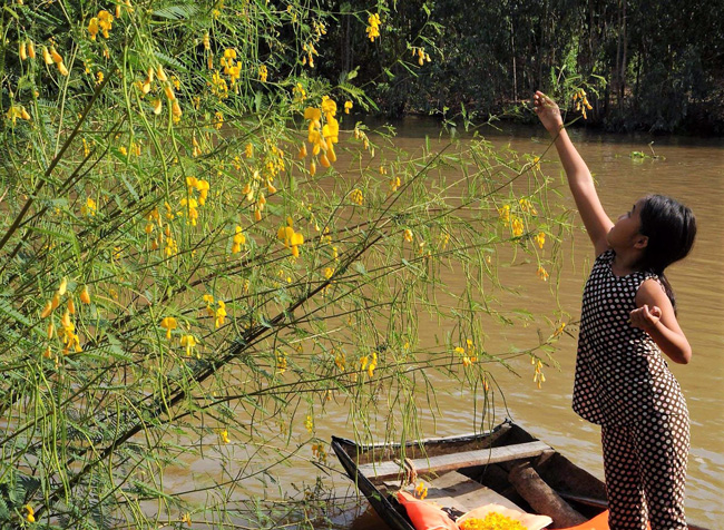 Sắc vàng Điên Điển - “Mai Vàng” của mùa nước nổi