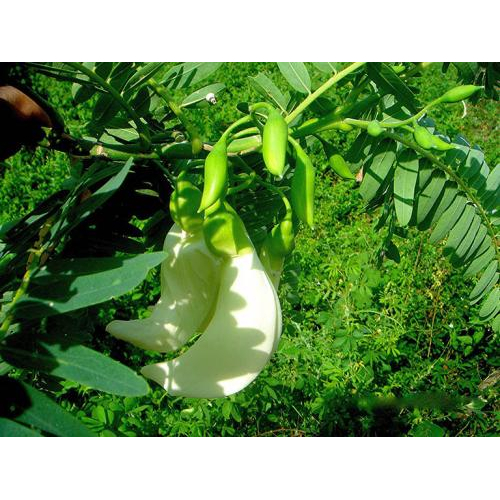 Loài hoa báo hiệu mùa mưa về