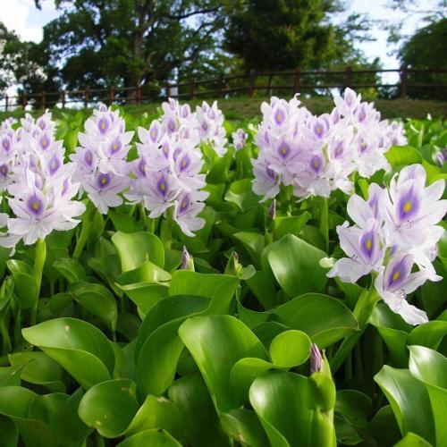 Hồn quê trong ngó lục bình: Mỹ vị dân dã miền sông nước